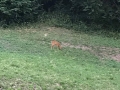 Capriolo sceso nel prato in contrada